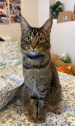 Lost Male Cat last seen Barkley Gate , Fairfax, VA 22031