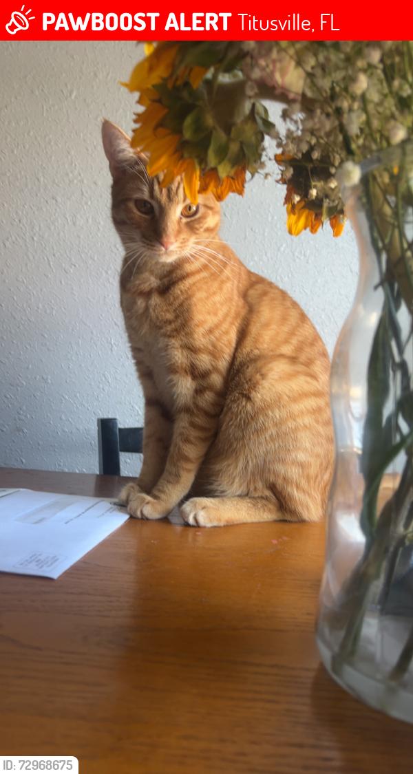 Lost Male Cat last seen The apmt complex behind the publix off of cheney and barna , Titusville, FL 32780