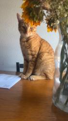 Lost Male Cat last seen The apmt complex behind the publix off of cheney and barna , Titusville, FL 32780