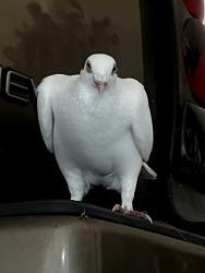 Found/Stray Unknown Bird last seen Elizabeth lake rd and lochaven, Waterford Township, MI 48328