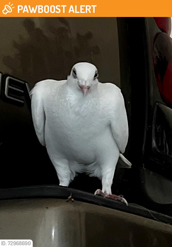 Found/Stray Unknown Bird last seen Elizabeth lake rd and lochaven, Waterford Township, MI 48328