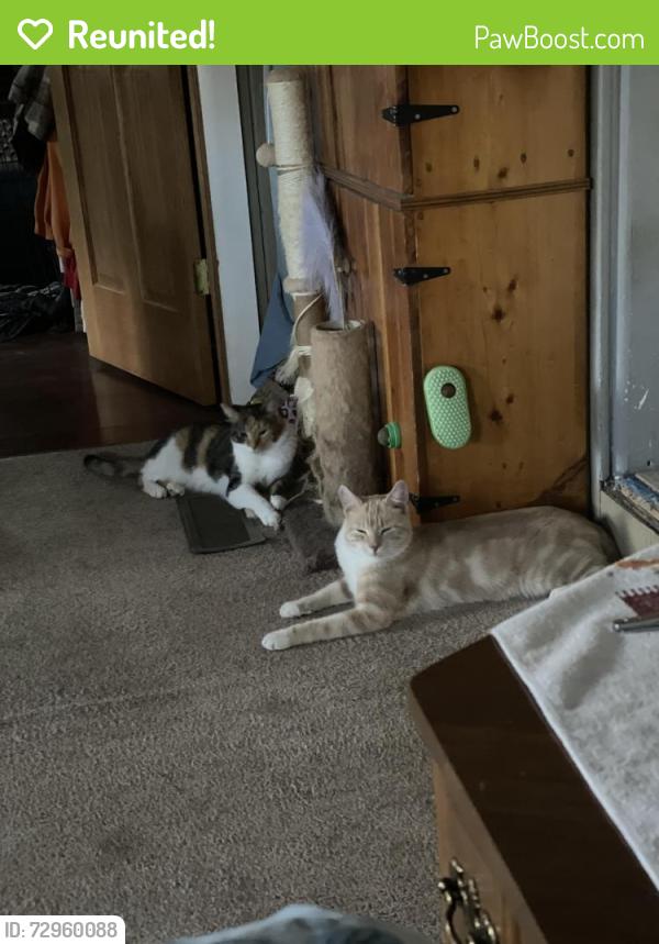 Reunited Male Cat last seen Kooser road Scottdale pa, East Huntingdon Township, PA 15683