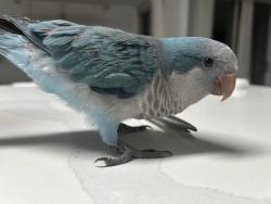 Lost Unknown Bird last seen Near NW 152nd Lane, Pembroke Pines, FL 33028