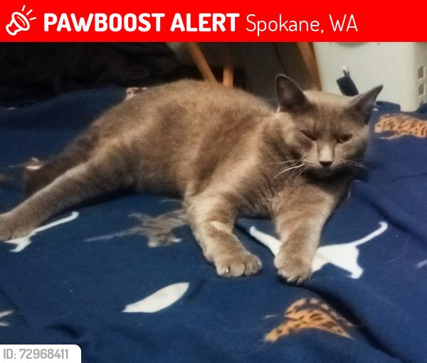 Lost Male Cat last seen Little Spokane Drive, Spokane, WA 99208