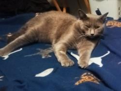 Lost Male Cat last seen Little Spokane Drive, Spokane, WA 99208