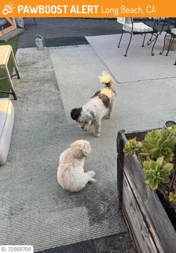 Found/Stray Female Dog last seen Carson dr, Long Beach, CA 90831