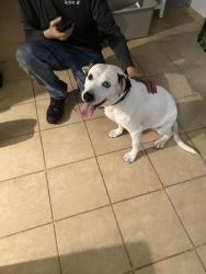 Reunited Male Dog last seen Sand hills Ct, Charlotte NC, Charlotte, NC 28215