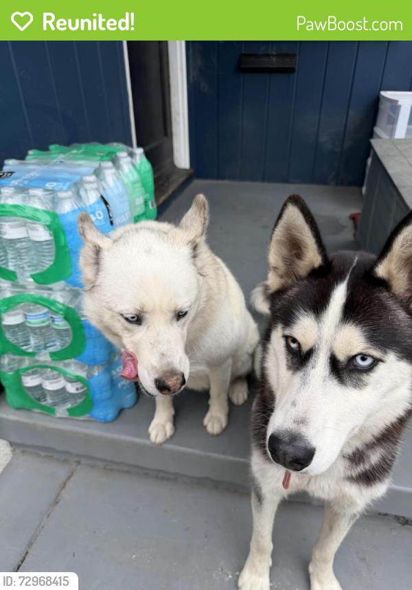 Reunited Male Dog last seen Tamy Ln. and 21st street area , Santa Ana, CA 92706