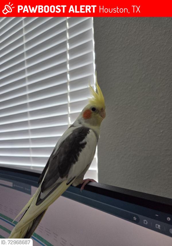 Lost Male Bird last seen Eldridge pkwy and Memorial dr in Houston, Houston, TX 77079