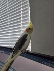 Lost Male Bird last seen Eldridge pkwy and Memorial dr in Houston, Houston, TX 77079