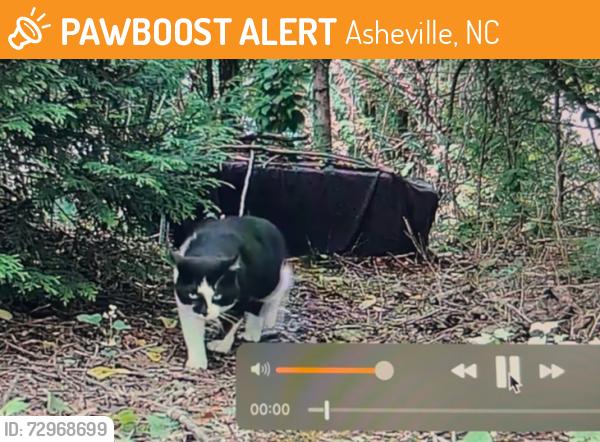 Found/Stray Unknown Cat last seen Ardmion Park, Asheville, NC 28801