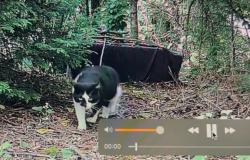 Found/Stray Unknown Cat last seen Ardmion Park, Asheville, NC 28801