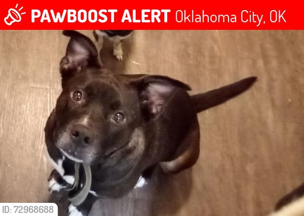 Lost Male Dog last seen I 240 and may off the service road , Oklahoma City, OK 73159