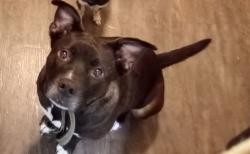 Lost Male Dog last seen I 240 and may off the service road , Oklahoma City, OK 73159