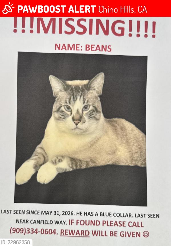 Lost Male Cat last seen Fairfield Tanch, Chino Hills, CA 91709