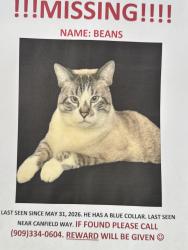 Lost Male Cat last seen Fairfield Tanch, Chino Hills, CA 91709