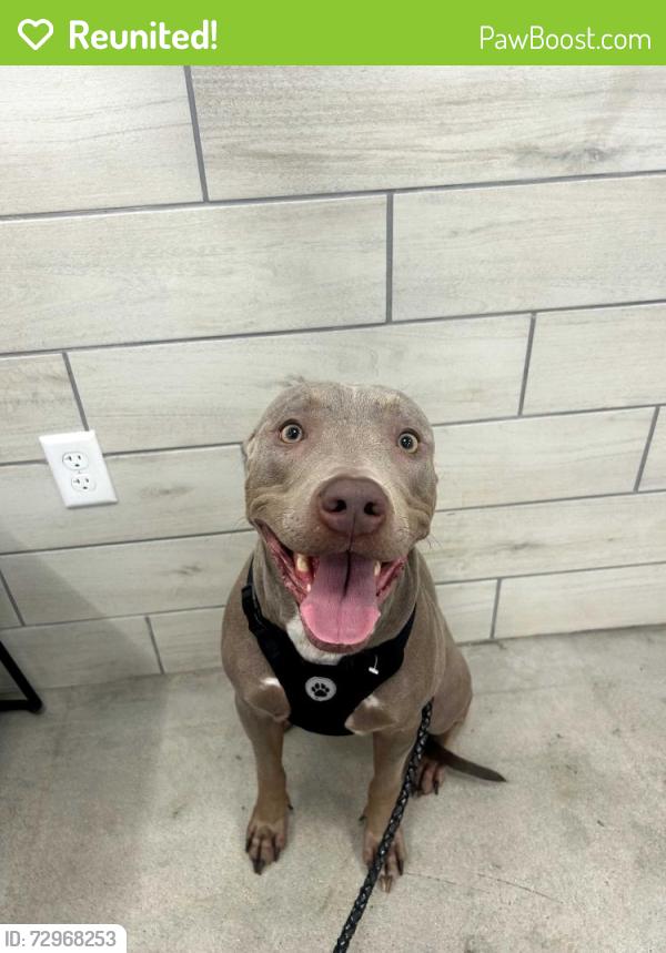 Reunited Female Dog last seen Tellis drive , Knightdale, NC 27545