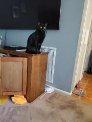 Reunited Female Cat last seen Fell st and keeport dr., Spring Hill, FL 34609