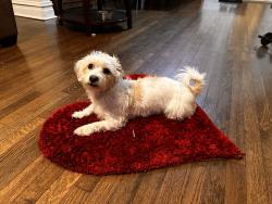 Reunited Female Dog last seen Ridgeway , Chicago, IL 60624