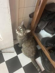 Reunited Female Cat last seen Pratt and greenview, Chicago, IL 60626