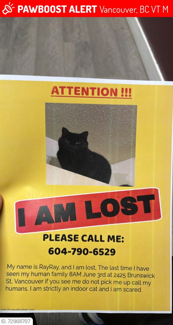 Lost Male Cat last seen Dude Chilling Park, Vancouver, BC V5T 3M1