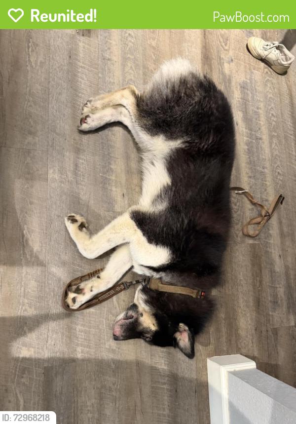 Reunited Male Dog last seen Near lytle road, Yuba City, CA 95993