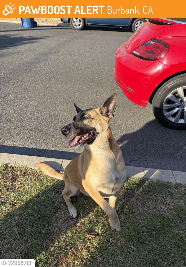 Found/Stray Unknown Dog last seen Chandler Bike Path, Burbank, CA 91506