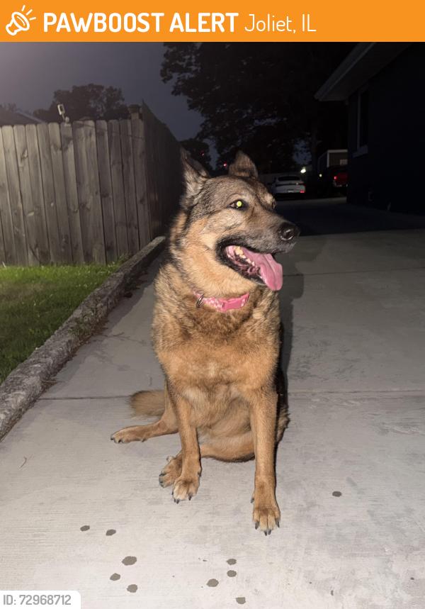 Found/Stray Female Dog last seen Gage st, Joliet, IL 60432