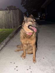 Found/Stray Female Dog last seen Gage st, Joliet, IL 60432