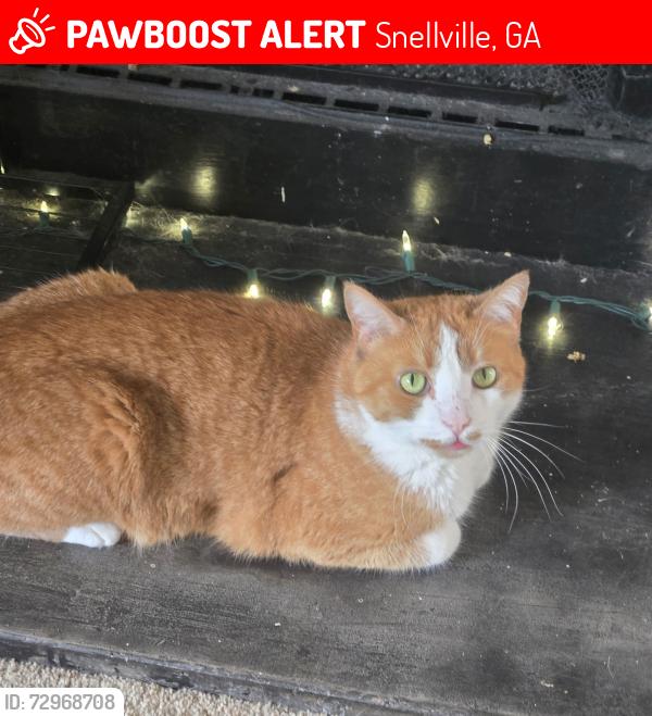 Lost Male Cat last seen Lenora Church Road, Snellville Georgia, Snellville, GA 30078