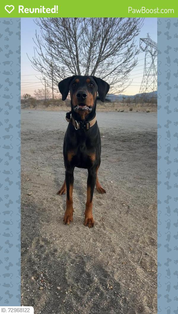 Reunited Male Dog last seen Sheep creek road, Phelan, CA 92371