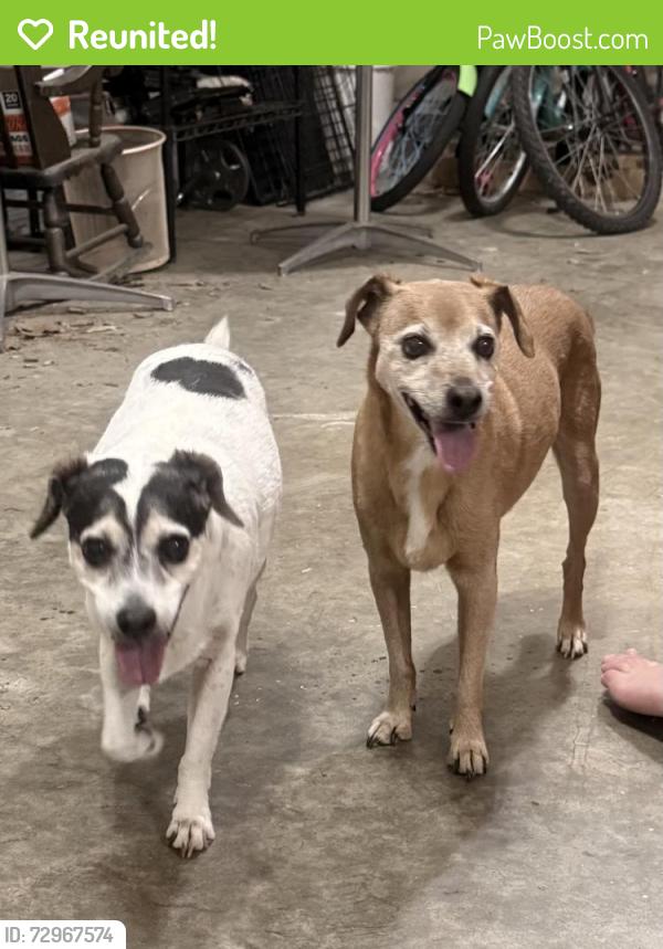 Reunited Male Dog last seen Westminster Dr , Greensboro, NC 27410