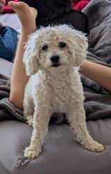 Lost Female Dog last seen Blythe & Shirley, Los Angeles, CA 91335