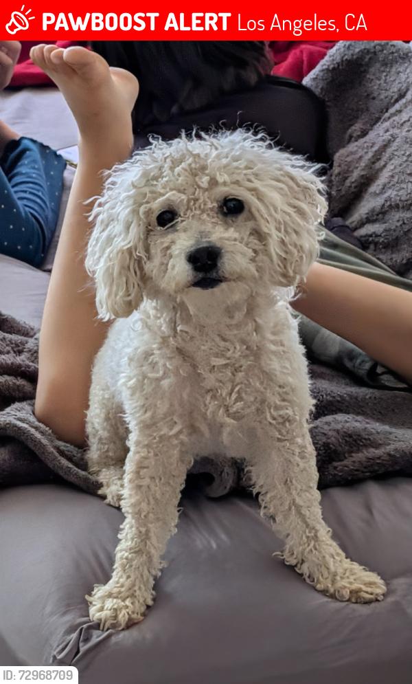 Lost Female Dog last seen Blythe & Shirley, Los Angeles, CA 91335