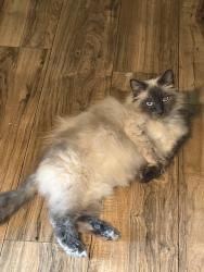 Lost Female Cat last seen apmts with white gate in corner of Bush st and sycamore , Anaheim, CA 92805