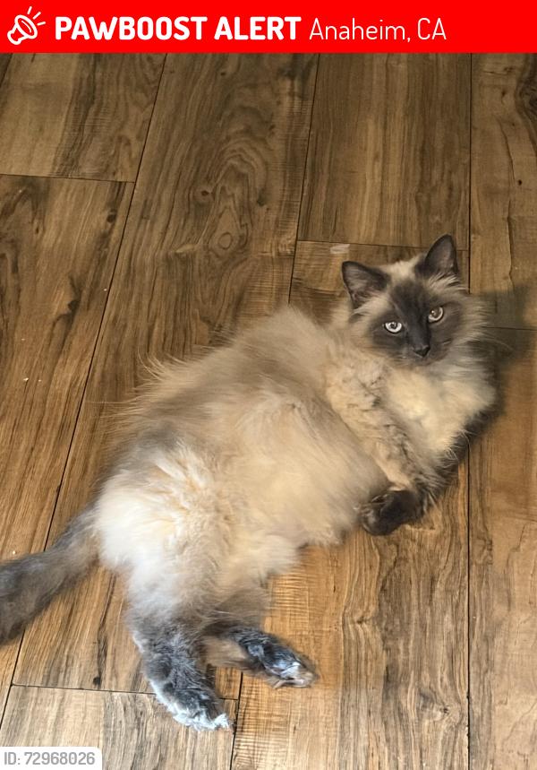 Lost Female Cat last seen apmts with white gate in corner of Bush st and sycamore , Anaheim, CA 92805