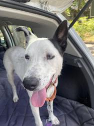 Found/Stray Female Dog last seen Crocker Museum, Sacramento, CA 95814