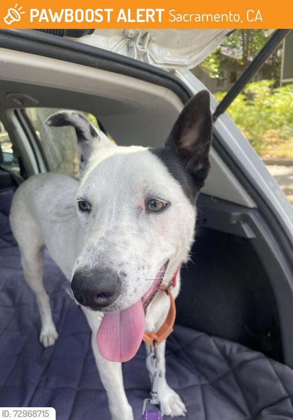 Found/Stray Female Dog last seen Crocker Museum, Sacramento, CA 95814