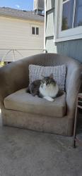 Reunited Female Cat last seen S lafayette and floyd ave, Englewood, CO 80113