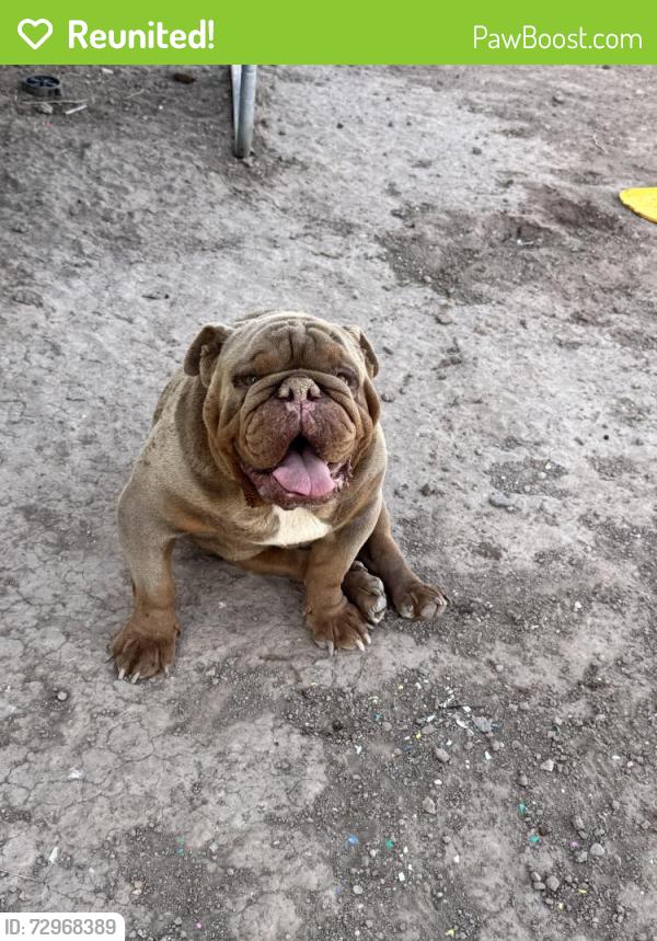 Reunited Male Dog last seen Near Santa Barbara, Socorro, TX 79927, USA, Socorro, TX 79927