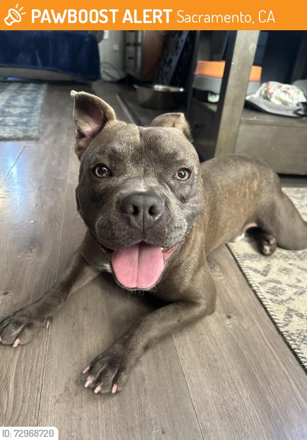 Found/Stray Male Dog last seen Amherst , Sacramento, CA 95822