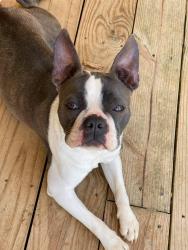 Lost Female Dog last seen Salem church rd , Lincolnton, NC 28092