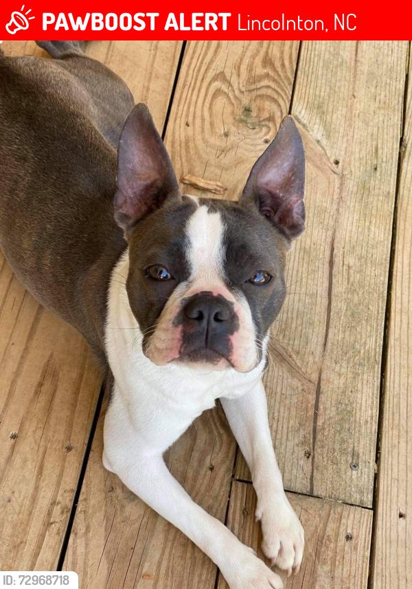 Lost Female Dog last seen Salem church rd , Lincolnton, NC 28092