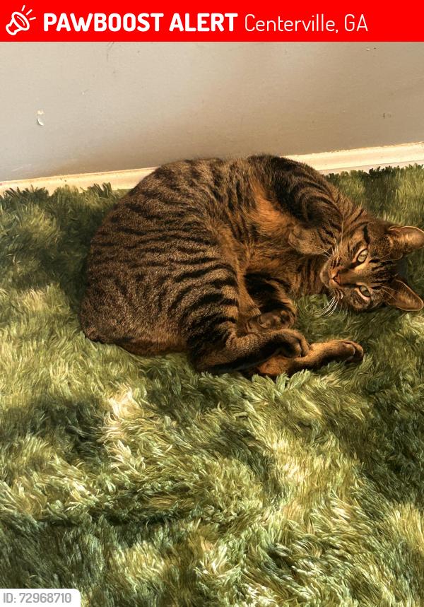 Lost Male Cat last seen Centerville, Centerville, GA 31028