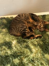 Lost Male Cat last seen Centerville, Centerville, GA 31028