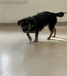 Shelter Stray Female Dog last seen Near BLOCK BLCK PINE AVE, LONG BEACH, CA 90806, Long Beach, CA 90815
