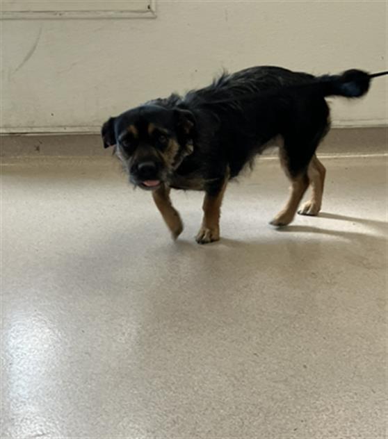 Shelter Stray Female Dog last seen Near BLOCK BLCK PINE AVE, LONG BEACH, CA 90806, Long Beach, CA 90815