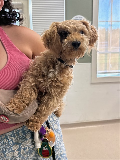 Shelter Stray Male Dog last seen Near BLK E SOUTH ST, LONG BEACH, CA 90805, Long Beach, CA 90815