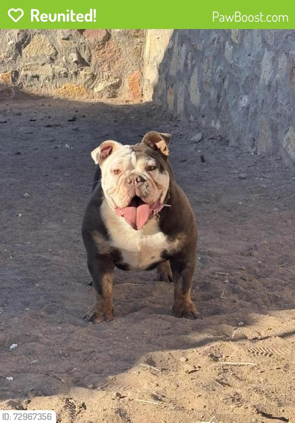 Reunited Female Dog last seen Near santa barbara drive socorro tx 79927, Socorro, TX 79927