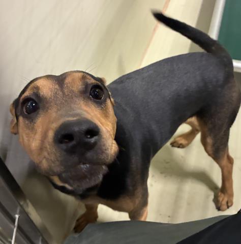 Shelter Stray Male Dog last seen Near BLOCK BUTTERNUT AVE, BAKERSFIELD CA 93306, Bakersfield, CA 93308